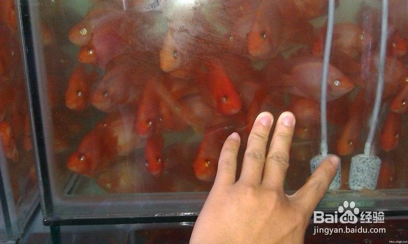 龍魚飼料魚怎么處理干凈視頻 龍魚飼料魚怎么處理干凈視頻 龍魚百科 第1張
