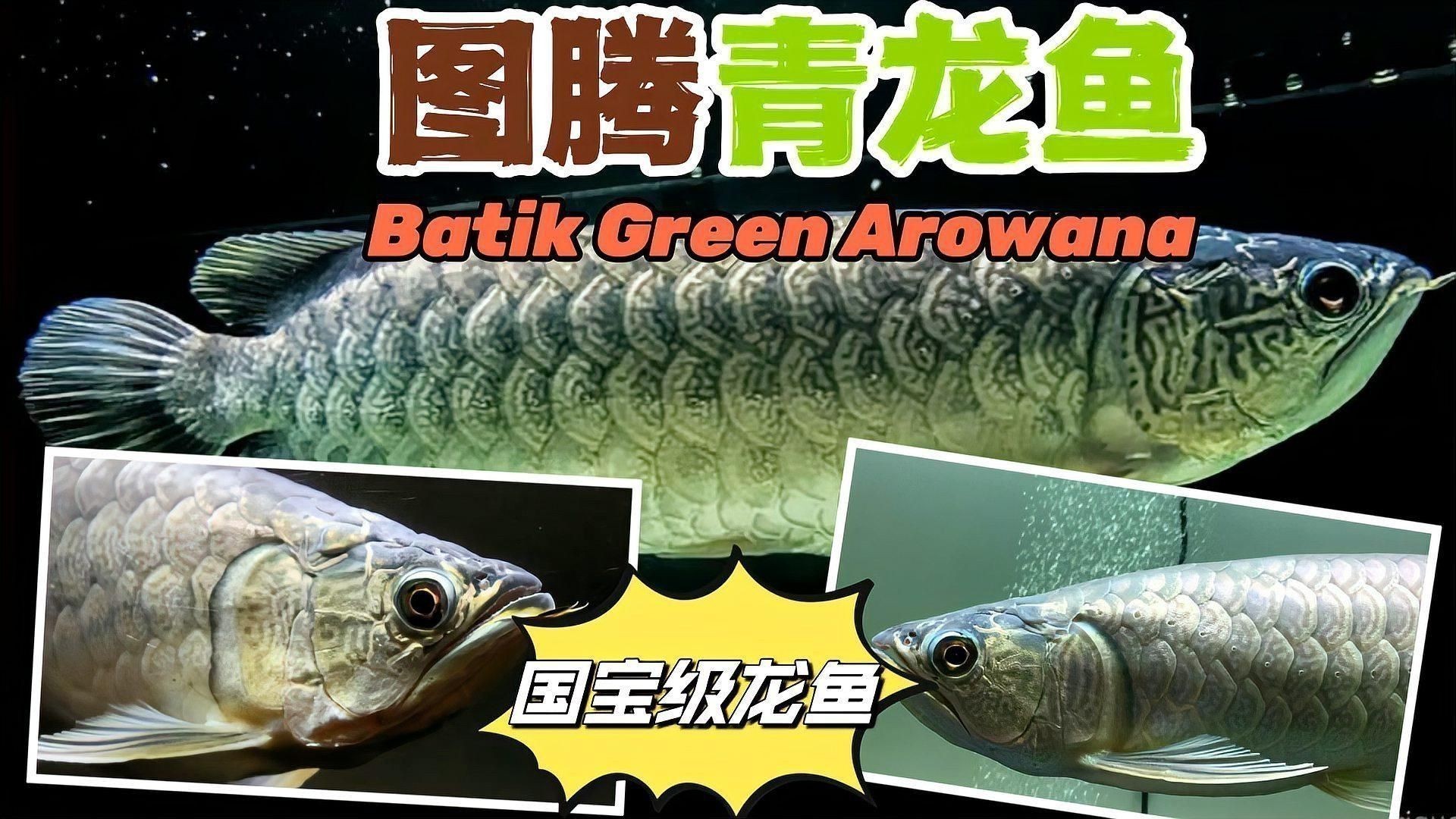 緬甸野生龍魚