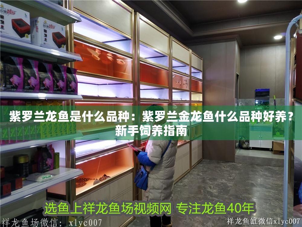 紫羅蘭龍魚是什么品種：紫羅蘭金龍魚什么品種好養(yǎng)？新手飼養(yǎng)指南