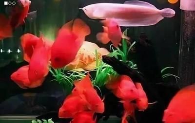 龍魚配七彩燕可以嗎怎么配（龍魚與七彩燕混養(yǎng)存在一定的風險和挑戰(zhàn)方式并不被推薦） 龍魚配七彩燕可以嗎怎么配（龍魚與七彩燕混養(yǎng)存在一定的風險和挑戰(zhàn)方式并不被推薦） 龍魚百科 第4張