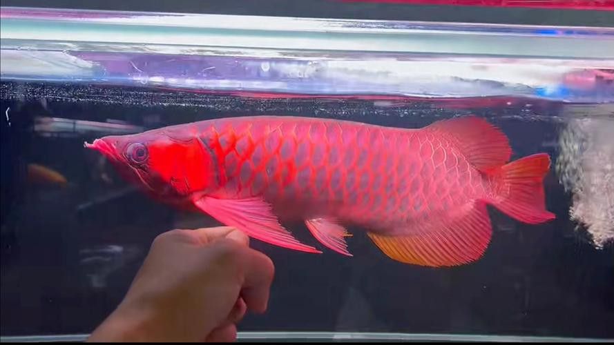 血紅龍魚圖片高清圖大全