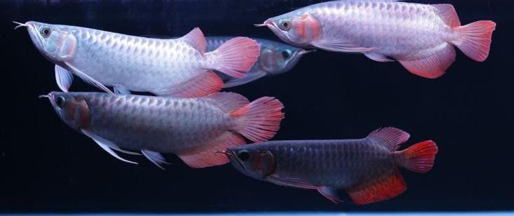 血紅龍魚圖片高清圖大全
