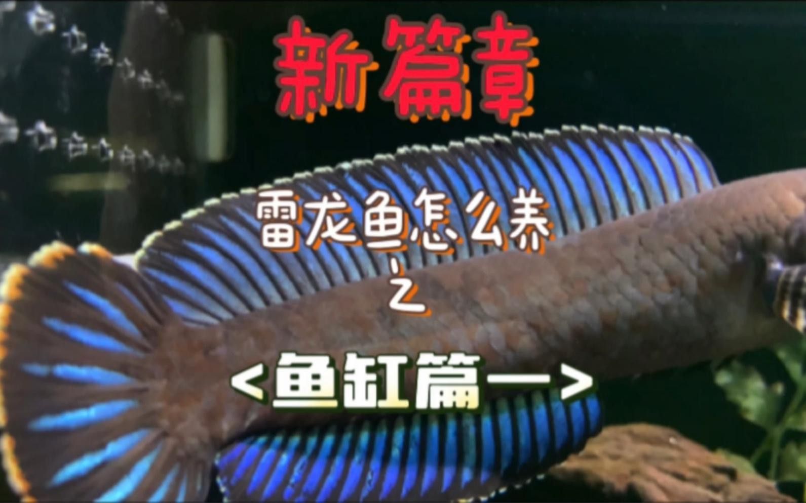 雷龍魚需要多大的魚缸？ 雷龍魚需要多大的魚缸？ 龍魚百科 第6張