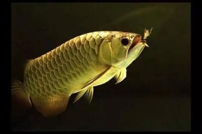 赤焰紅龍魚(yú)紅嗎：赤焰紅龍魚(yú)是否“紅”