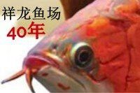 成都龍魚祥龍魚場地址電話