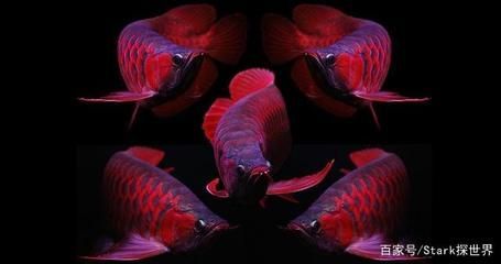 印尼血紅龍魚為什么這么貴：印尼血紅龍魚為什么這么貴， 印尼血紅龍魚為什么這么貴：印尼血紅龍魚為什么這么貴， 龍魚百科 第2張