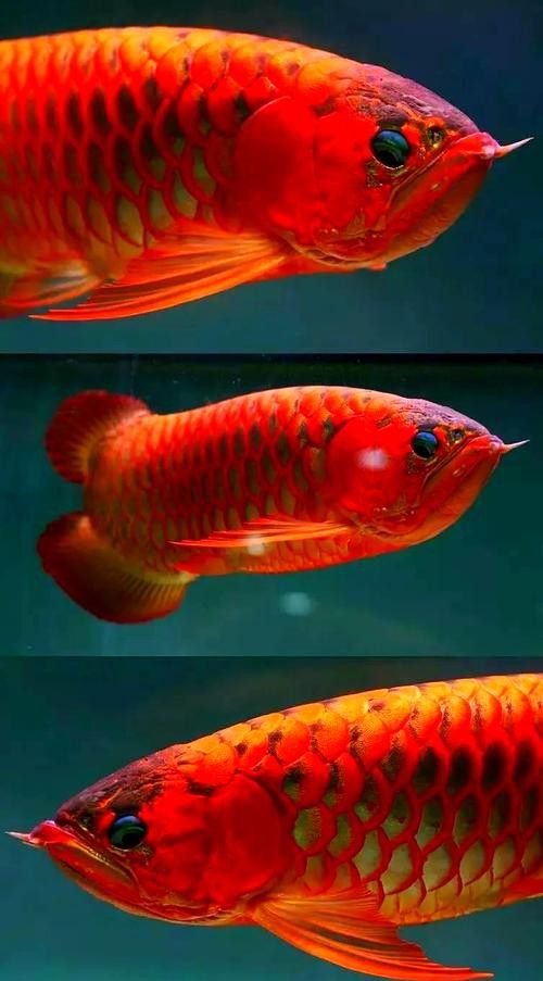 紅龍魚品牌等級排名表最新圖片