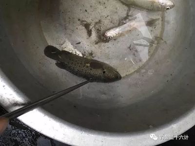 龍魚腮蟲有什么表現（感染腮蟲的龍魚可能會出現多種癥狀，可能會出現多種癥狀） 龍魚腮蟲有什么表現（感染腮蟲的龍魚可能會出現多種癥狀，可能會出現多種癥狀） 龍魚百科 第4張