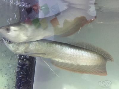 龍魚腮蟲有什么表現（感染腮蟲的龍魚可能會出現多種癥狀，可能會出現多種癥狀） 龍魚腮蟲有什么表現（感染腮蟲的龍魚可能會出現多種癥狀，可能會出現多種癥狀） 龍魚百科 第2張