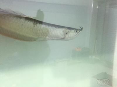 龍魚腮蟲有什么表現（感染腮蟲的龍魚可能會出現多種癥狀，可能會出現多種癥狀） 龍魚腮蟲有什么表現（感染腮蟲的龍魚可能會出現多種癥狀，可能會出現多種癥狀） 龍魚百科 第3張