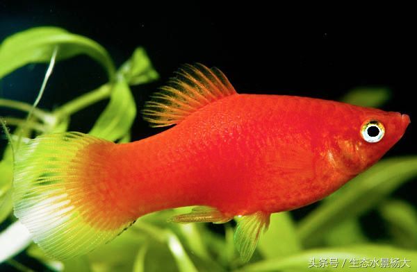 適合家庭養(yǎng)殖的小型觀賞魚(yú)：紅綠燈魚(yú)體長(zhǎng)3-4厘米：幾種常見(jiàn)且適合家庭養(yǎng)殖的小型觀賞魚(yú)