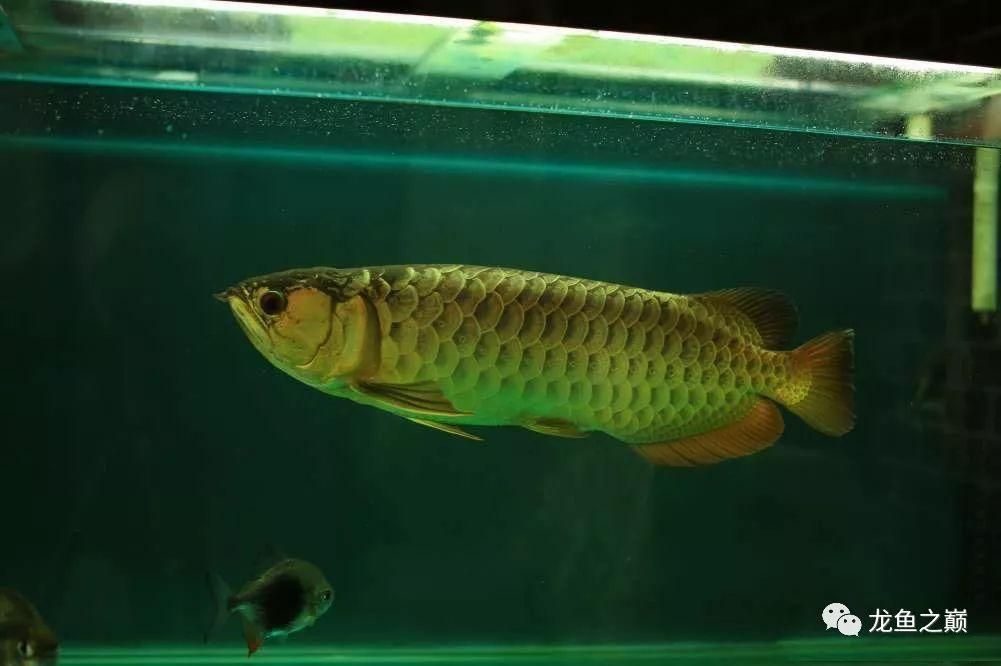 龍魚40長到60需要多久【從40厘米長到60厘米所需時間有所不同的龍魚生長速度受基因影響】 龍魚40長到60需要多久【從40厘米長到60厘米所需時間有所不同的龍魚生長速度受基因影響】 龍魚百科 第3張