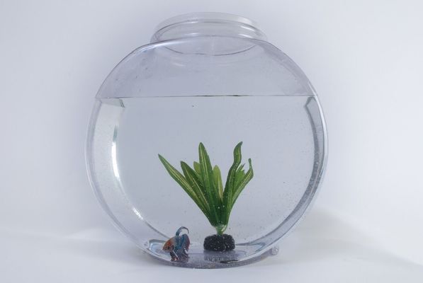 金龍魚頭像好不好（金龍魚頭像在社交中的具體作用）