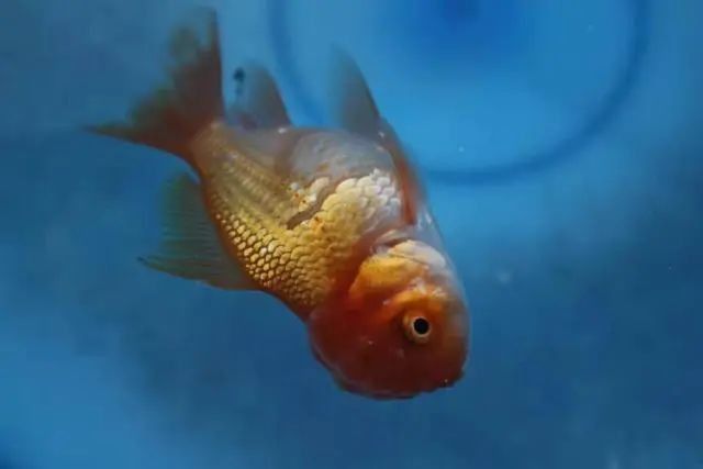 銀龍魚死了是立著嗎