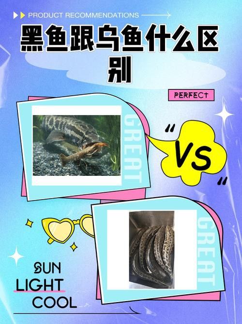 烏魚跟龍魚的區別是什么呢 烏魚跟龍魚的區別是什么呢 龍魚百科 第3張