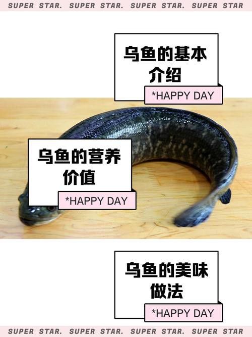 烏魚跟龍魚的區別是什么呢 烏魚跟龍魚的區別是什么呢 龍魚百科 第4張