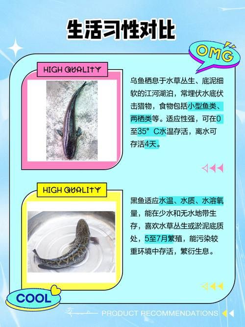 烏魚跟龍魚的區別是什么呢 烏魚跟龍魚的區別是什么呢 龍魚百科 第6張
