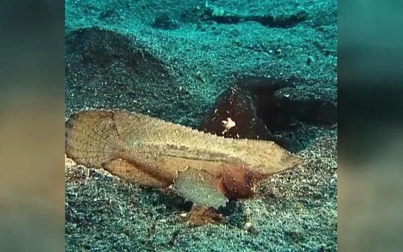 深海龍魚有哪些防御機制？