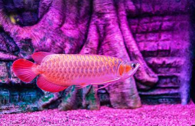 龍魚不活躍怎么回事兒：如何改善龍魚不活躍的現象
