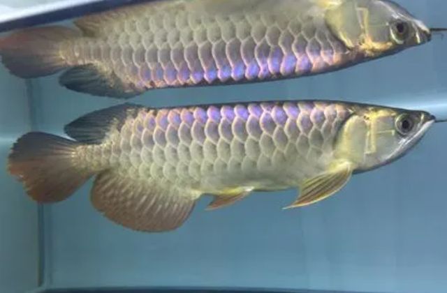 最名貴的金龍魚叫什么品種的魚（全世界最名貴的金龍魚品種：血紅龍魚品種鑒賞指南）