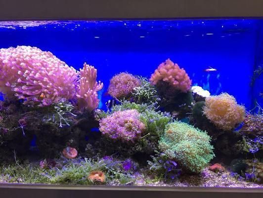 如何調節水族箱酸堿度：如何調節水族箱的酸堿度