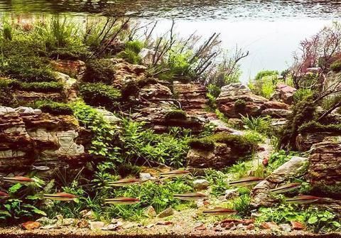 如何調節水族箱酸堿度：如何調節水族箱的酸堿度