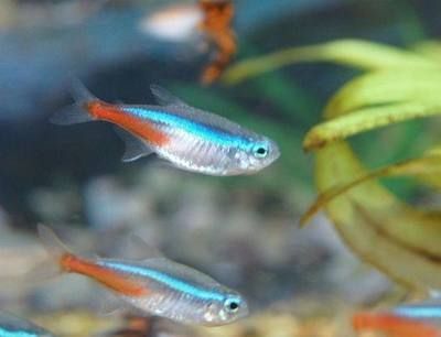 如何調節水族箱酸堿度：如何調節水族箱的酸堿度