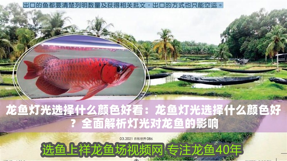 龍魚燈光選擇什么顏色好看：龍魚燈光選擇什么顏色好？全面解析燈光對龍魚的影響