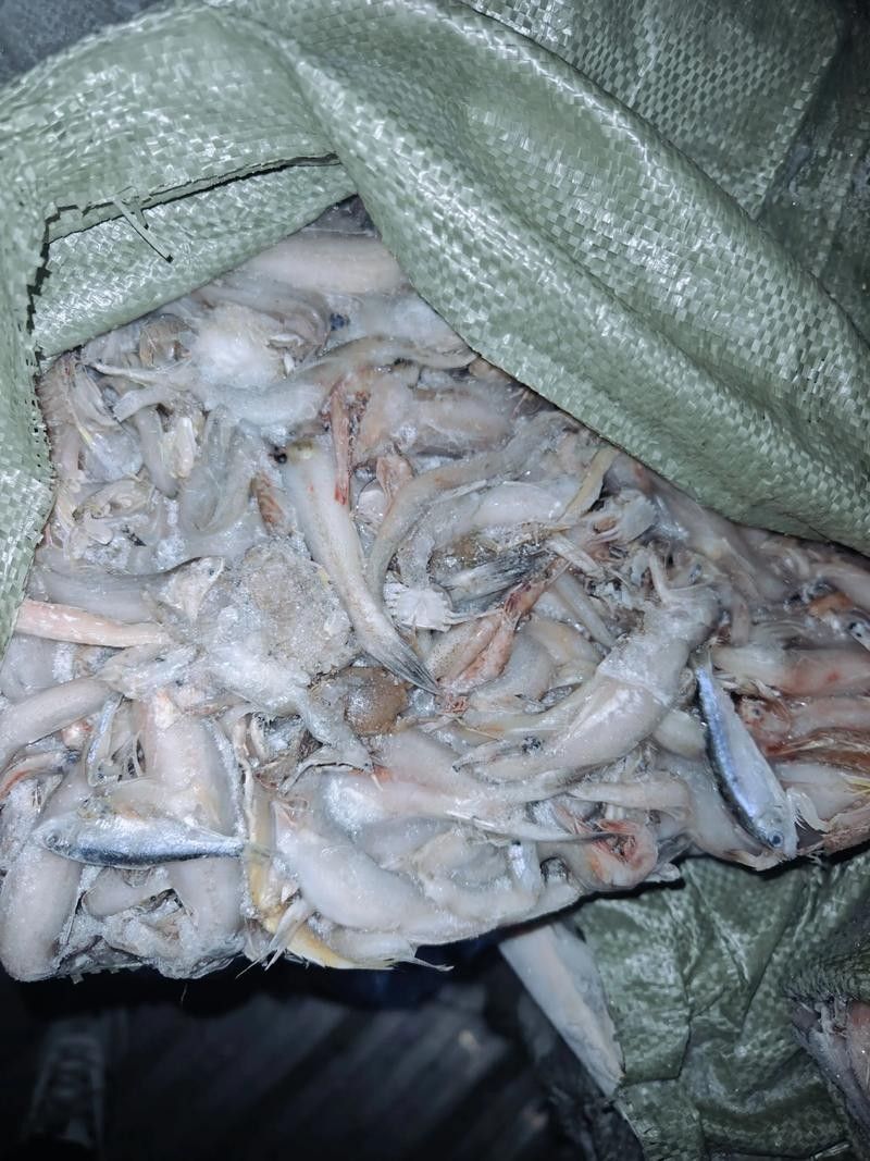 龍魚飼料魚是什么魚圖片