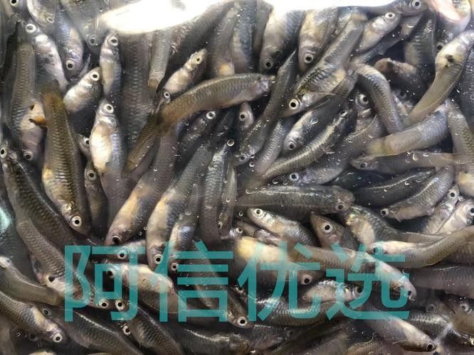龍魚飼料魚是什么魚圖片