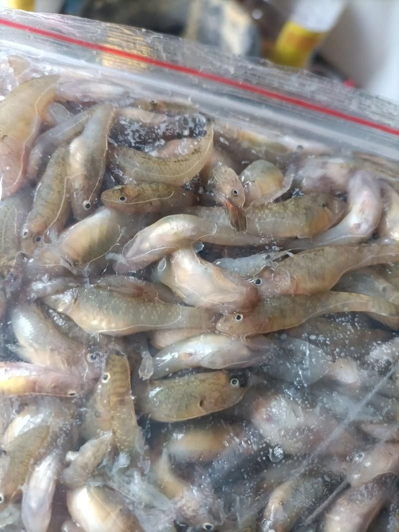 龍魚飼料魚是什么魚圖片