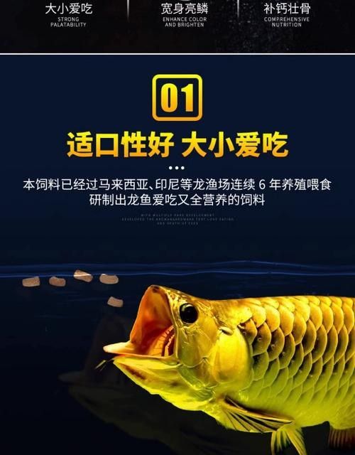 龍魚飼料魚是什么魚圖片