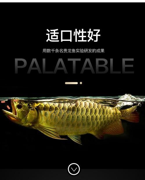 龍魚飼料魚是什么魚圖片