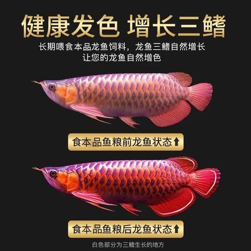 龍魚飼料魚是什么魚圖片