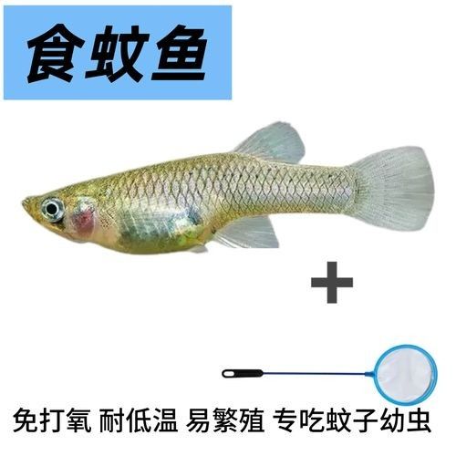 龍魚飼料魚是什么魚圖片