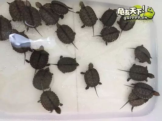 龍魚幼苗掛蛋苗有多長：關于“龍魚幼苗掛蛋苗”的具體長度詳情 龍魚幼苗掛蛋苗有多長：關于“龍魚幼苗掛蛋苗”的具體長度詳情 龍魚百科 第5張