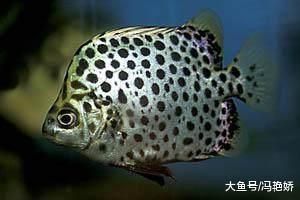金鼓魚毒性強(qiáng)嗎 金鼓魚毒性強(qiáng)嗎 龍魚百科 第8張
