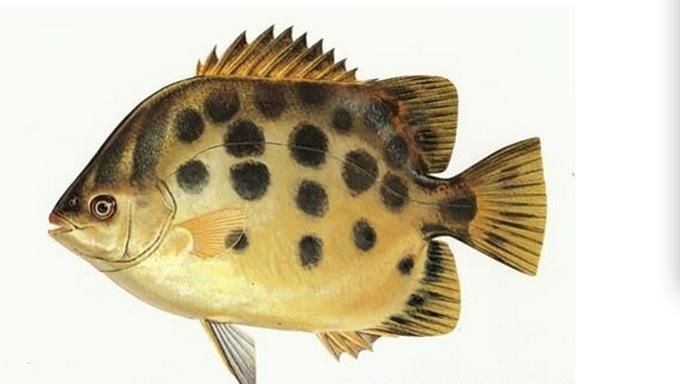 金鼓魚毒性強(qiáng)嗎 金鼓魚毒性強(qiáng)嗎 龍魚百科 第7張