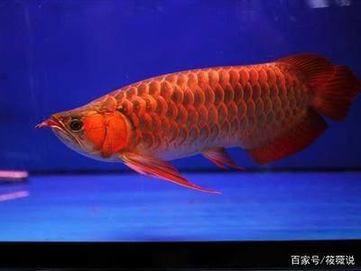 橙色龍魚變紅色怎么辦：橙色龍魚變紅色怎么辦橙色龍魚變紅色怎么辦 橙色龍魚變紅色怎么辦：橙色龍魚變紅色怎么辦橙色龍魚變紅色怎么辦 龍魚百科 第1張
