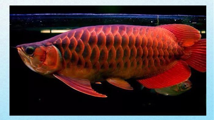 世界十大最貴龍魚排名 世界十大最貴龍魚排名 龍魚百科 第3張