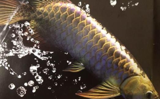龍魚有點(diǎn)沉頭是怎么了：龍魚有點(diǎn)沉頭是怎么回事