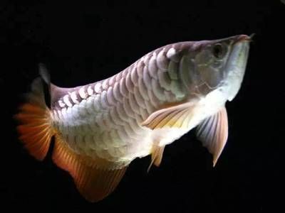 龍魚有點(diǎn)沉頭是怎么了：龍魚有點(diǎn)沉頭是怎么回事