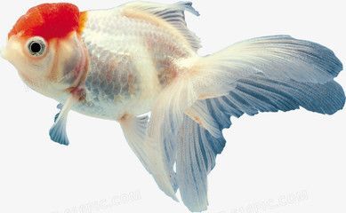 金魚能和龍魚一起養嗎：金魚和龍魚的飼養注意事項