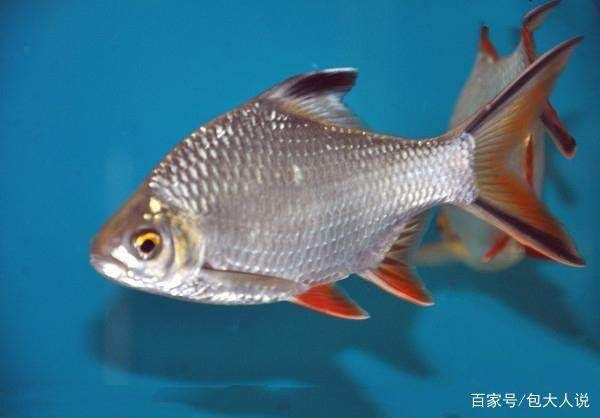 泰國鯽跟龍魚混養的魚叫什么：泰國鯽與龍魚混養的魚叫什么