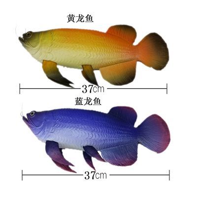 藍(lán)龍魚和金龍魚的區(qū)別：藍(lán)龍魚和金龍魚在外觀、飼養(yǎng)特性和市場價值等方面存在明顯的區(qū)別 藍(lán)龍魚和金龍魚的區(qū)別：藍(lán)龍魚和金龍魚在外觀、飼養(yǎng)特性和市場價值等方面存在明顯的區(qū)別 龍魚百科 第1張
