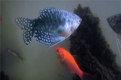 龍魚可以和什么混養在一起養：如何與龍魚混養