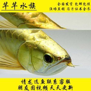 紅龍魚有過背跟高背的嗎【如何區分紅龍魚的過背和高背】