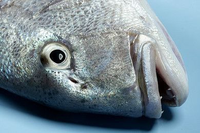 黑金魟魚批發：黑金魟魚怎么樣？
