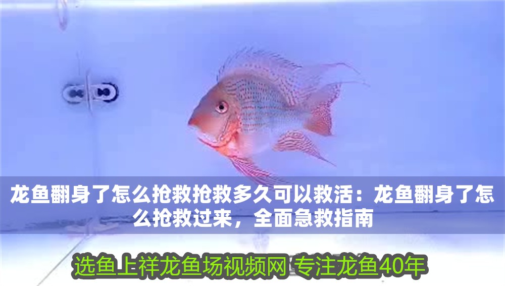 龍魚翻身了怎么搶救搶救多久可以救活：龍魚翻身了怎么搶救過來，全面急救指南