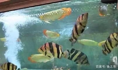 和龍魚一起養（適合與龍魚一起混養的魚類）